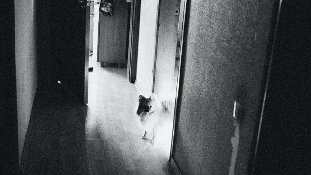 A dog crouched low near a doorway, ears back, looking hesitant to enter a room