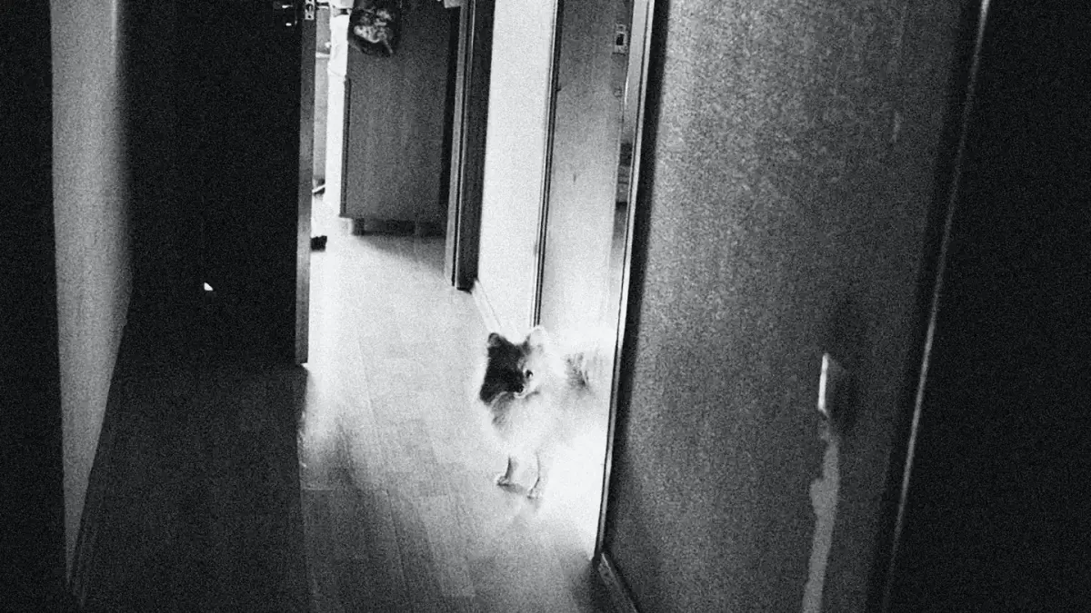 A dog crouched low near a doorway, ears back, looking hesitant to enter a room