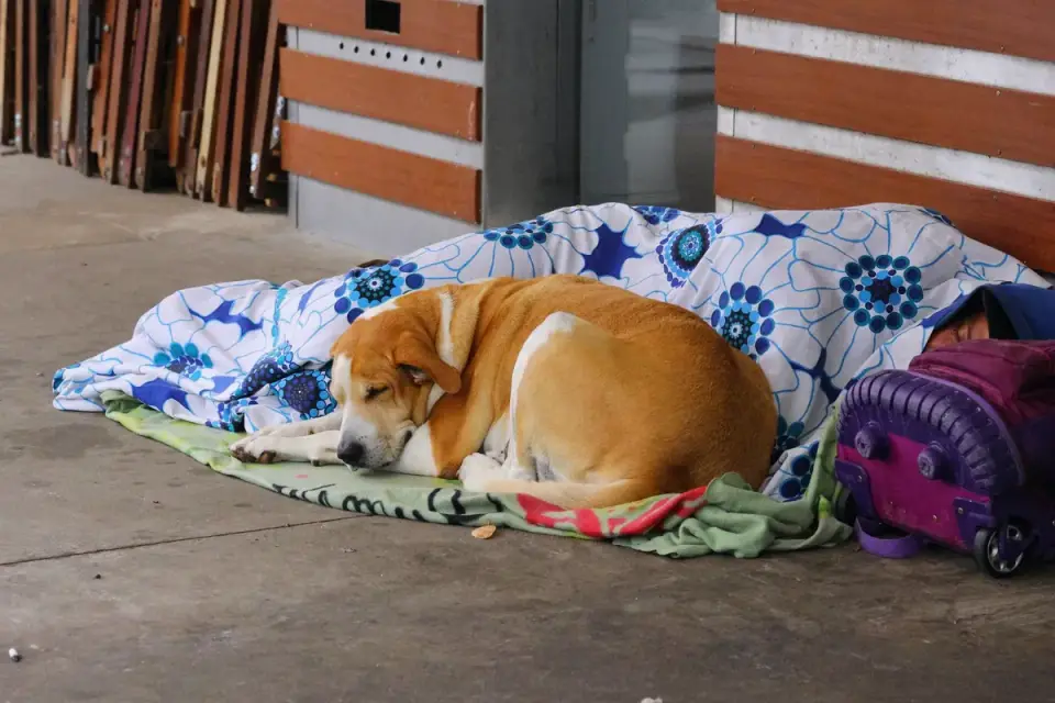 A dog curled inside a covered den-style bed in a quiet room