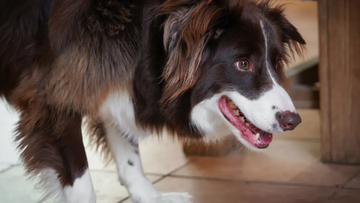 A dog eating comfortably from a stainless steel bowl in a bright kitchen