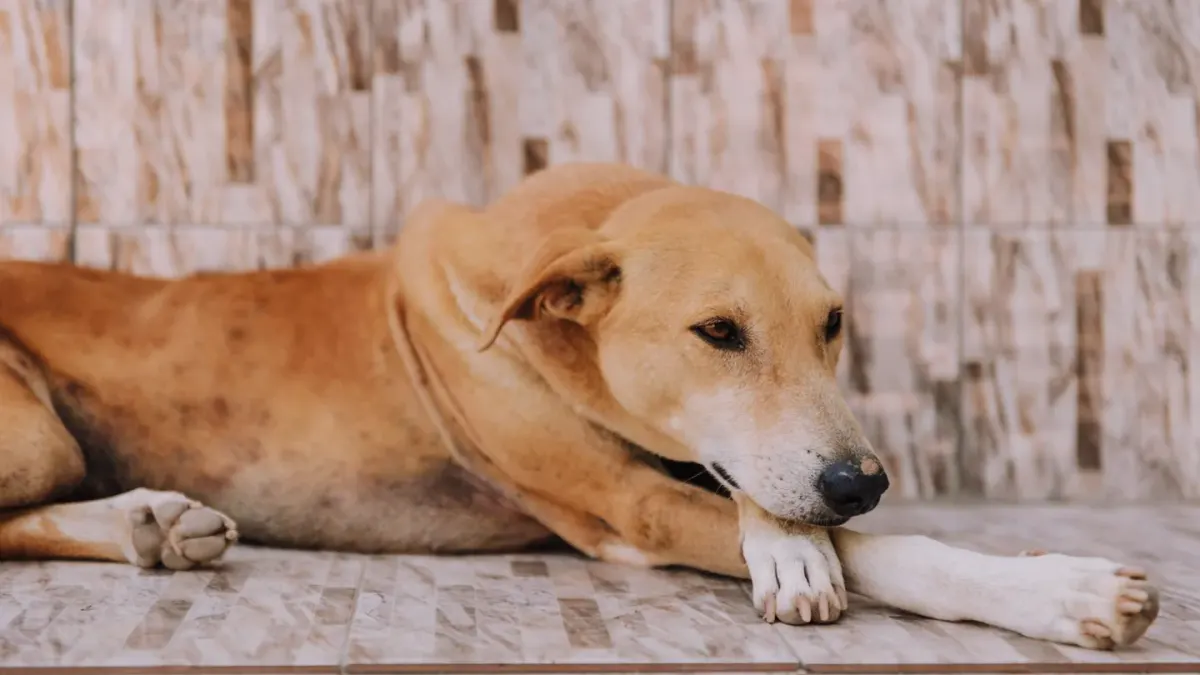 A dog lying curled on its side on a wood floor, head low and eyes half-closed
