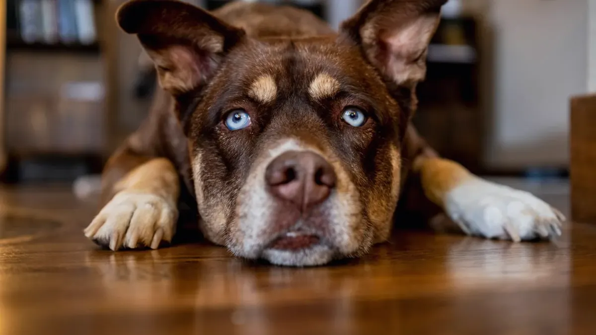A dog lying on a kitchen floor while an owner crouches nearby looking concerned