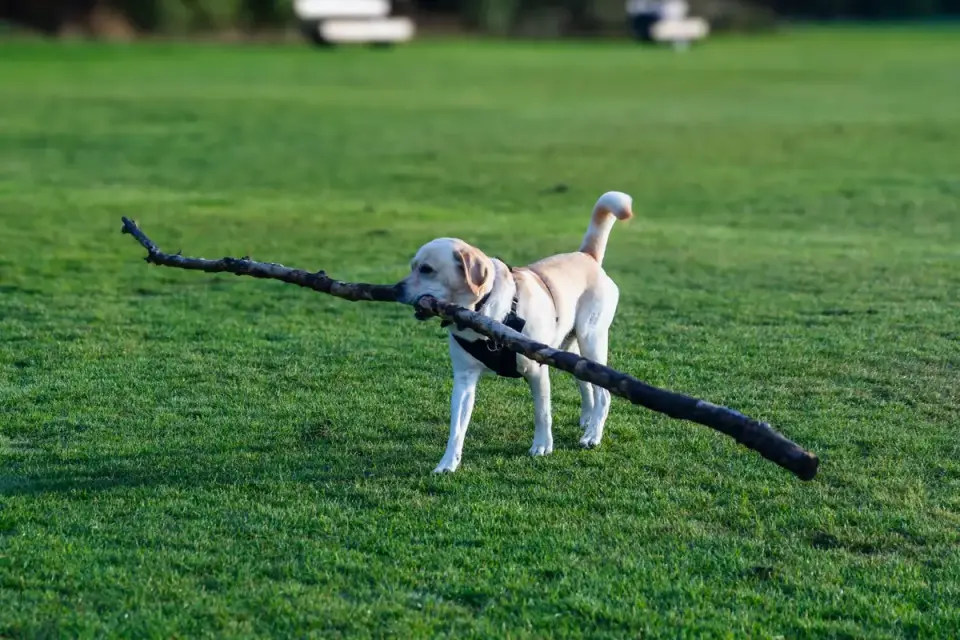 A dog running after a ball in a park in late evening light