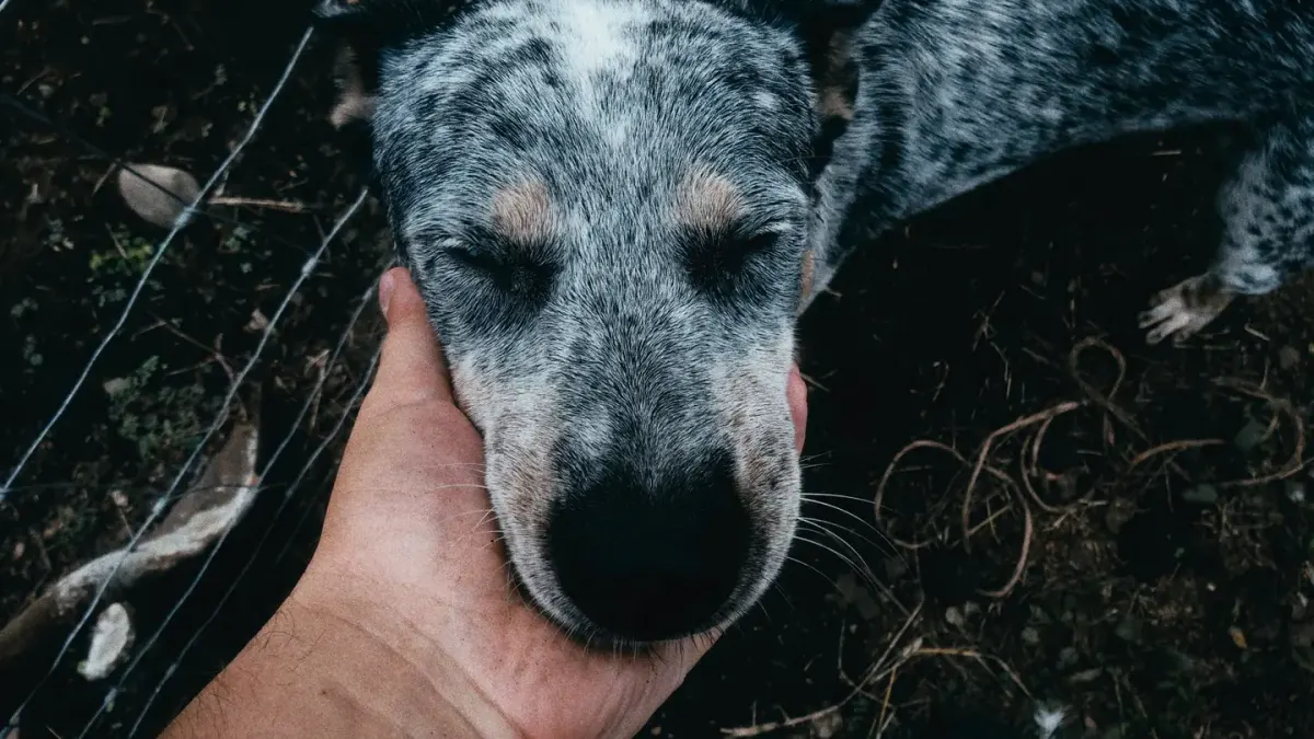 A gray-muzzled senior dog taking a soft chew treat from its owner's hand