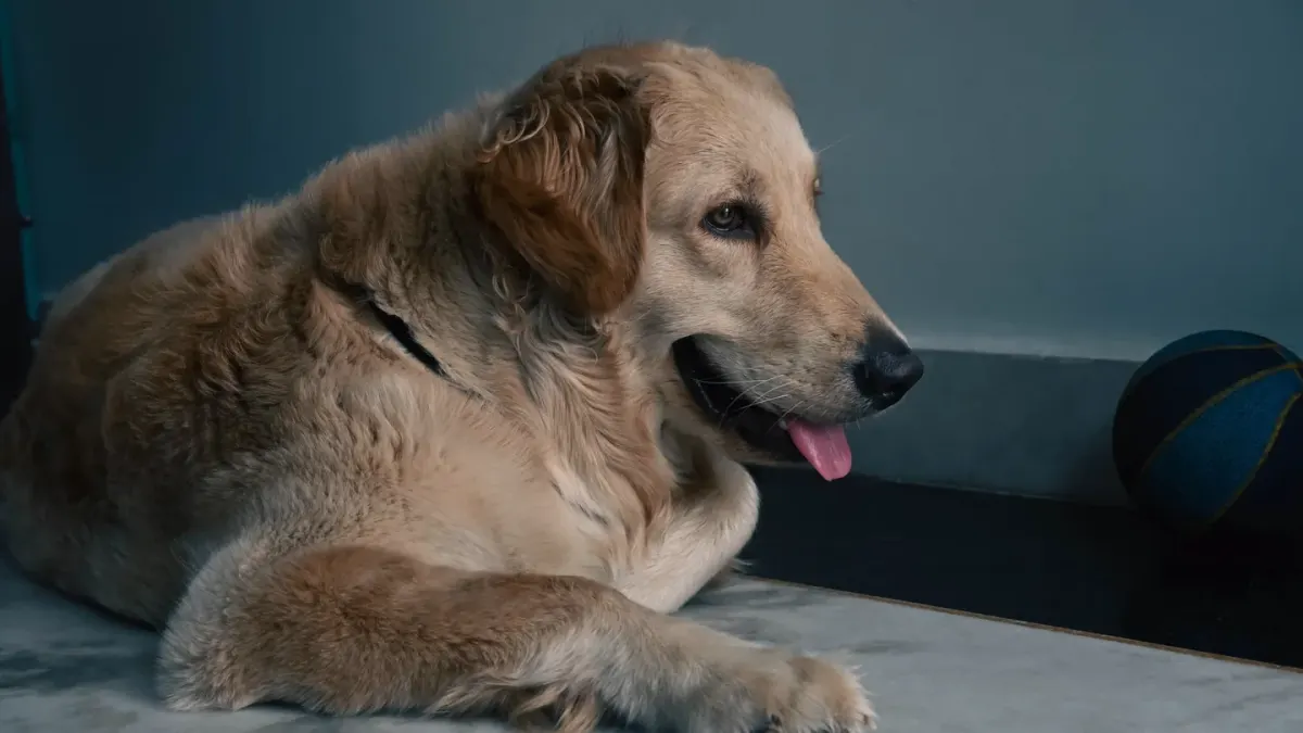 A graying senior golden retriever lying calmly on a kitchen floor