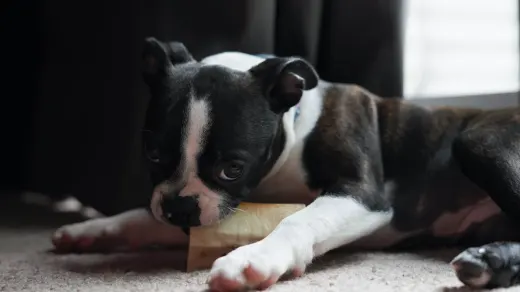 A medium-sized dog lying down and gnawing on a ridged dental chew