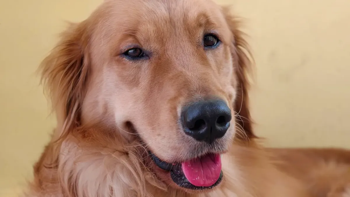 A relaxed dog lying calmly on a living room rug