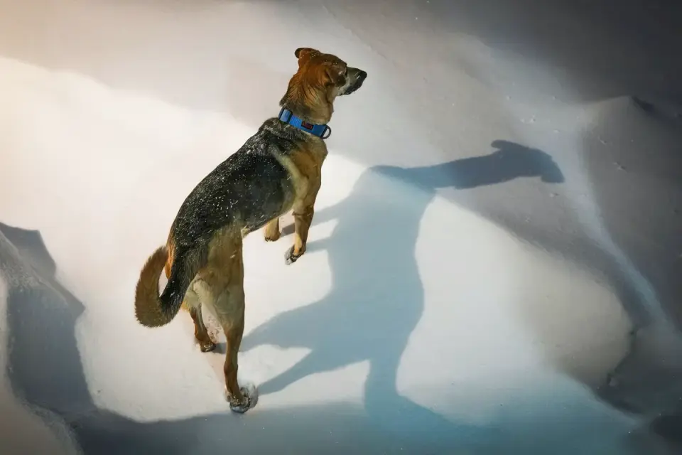A senior German Shepherd attempting to rise on unsteady back legs indoors