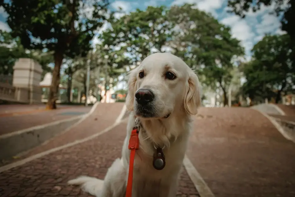 A senior golden retriever walking at a slow, steady pace on a leash