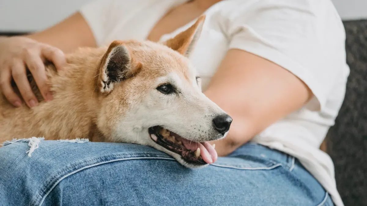 A small dog resting calmly against its owner's chest indoors
