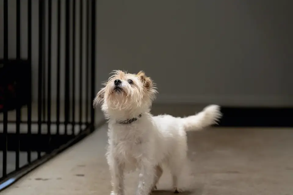 A small terrier drinking water from a bowl on a kitchen floor
