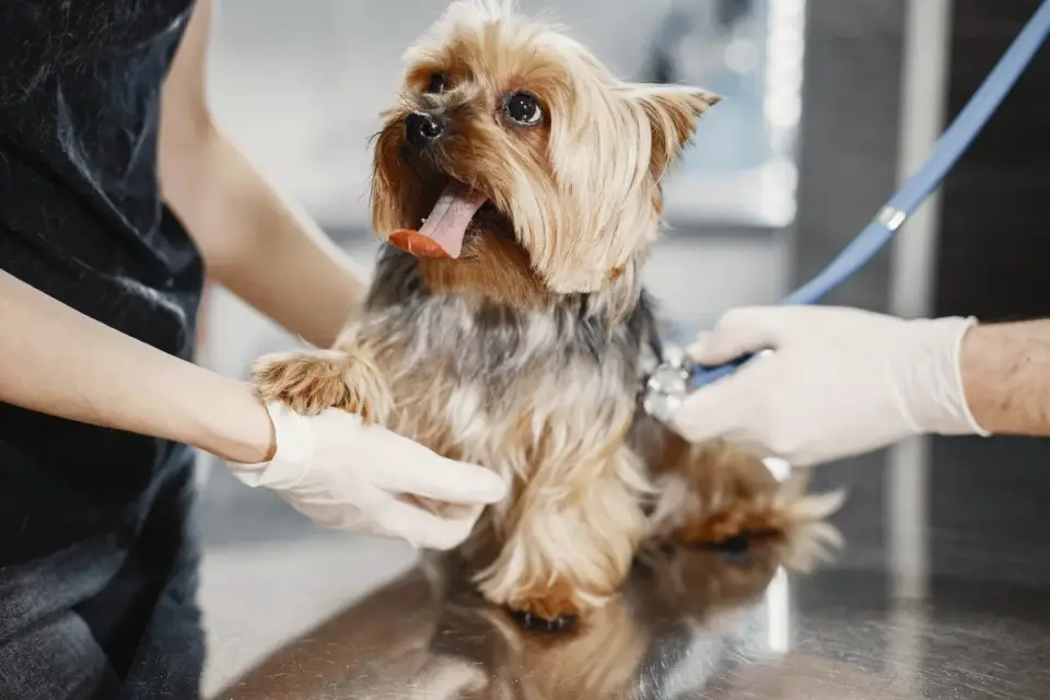 A veterinarian checking a senior dog&#x27;s joint mobility during a wellness exam