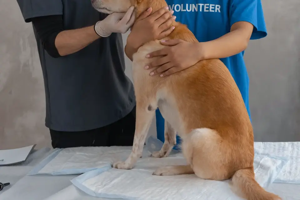 Animal-care workers handling a dog during an examination