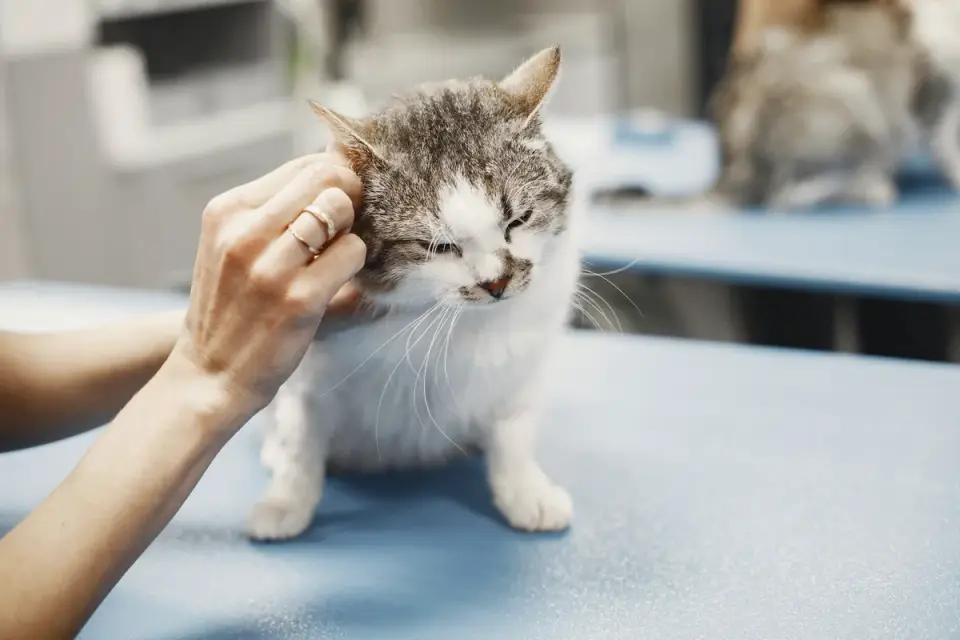 A veterinarian examining a senior dog during a wellness visit