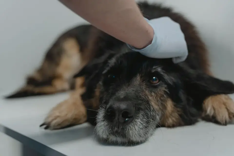 A veterinarian examining a senior dog's hip and hind leg during a checkup