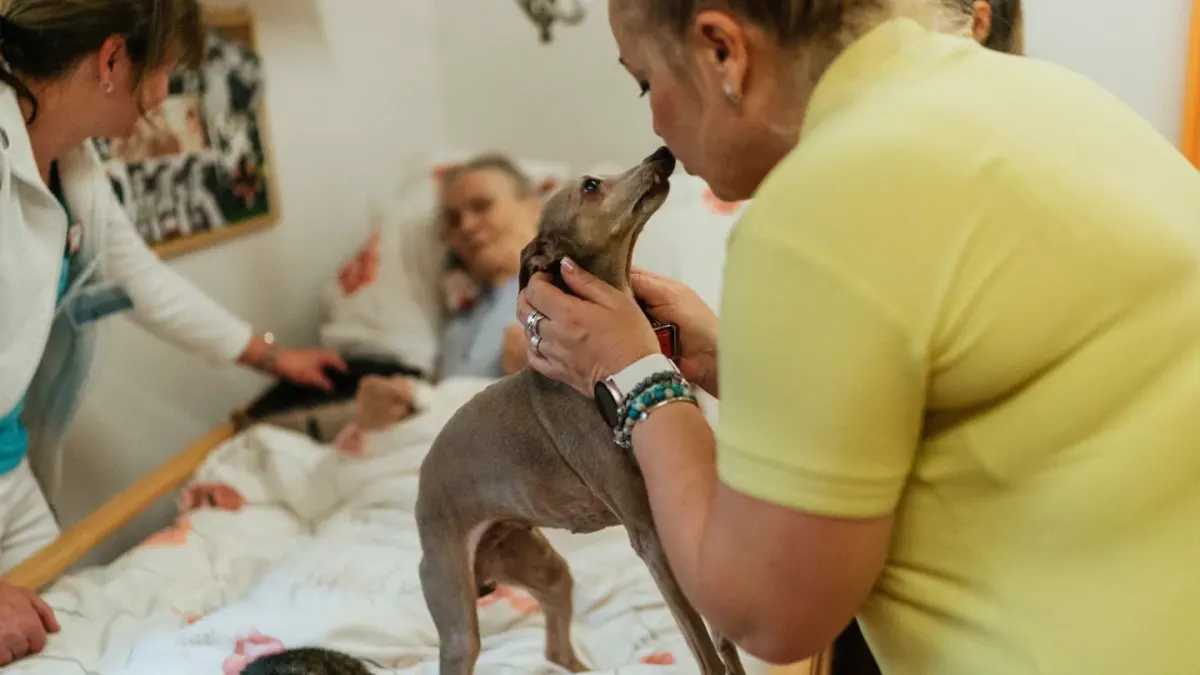A veterinarian gently checks an older dog's hip and hind leg during an exam