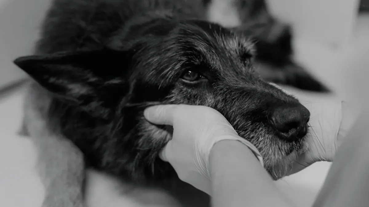 A veterinarian gently examining a graying senior dog during a wellness visit