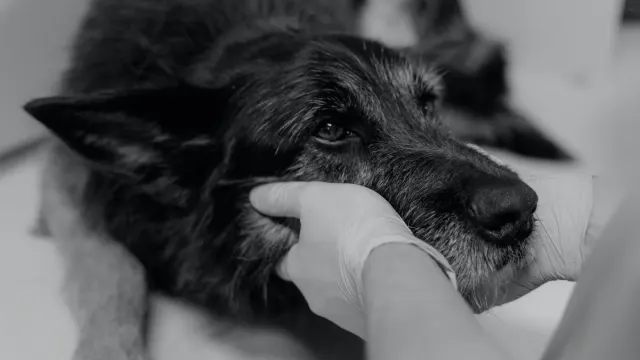 A veterinarian gently examining a graying senior dog during a wellness visit