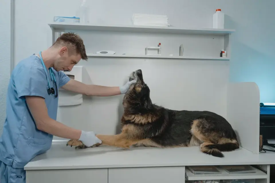 A veterinarian gently opening a dog's mouth to examine its teeth and gums