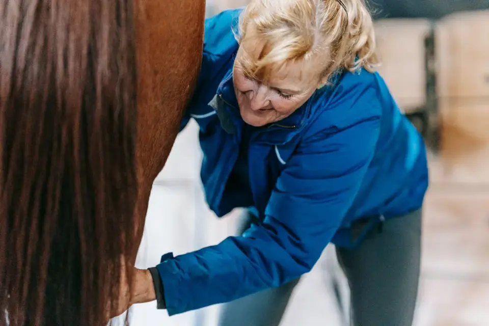 A veterinarian gently palpating the spine of a senior dog during a physical exam
