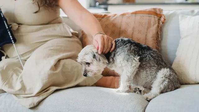 An older dog lying calmly on a rug while an owner sits nearby