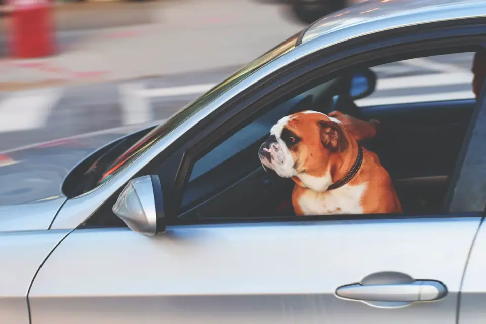 An older dog walking up a ramp into the back of a car