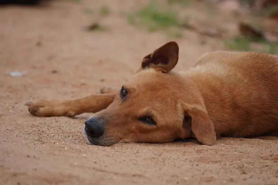 Calm dog resting at home