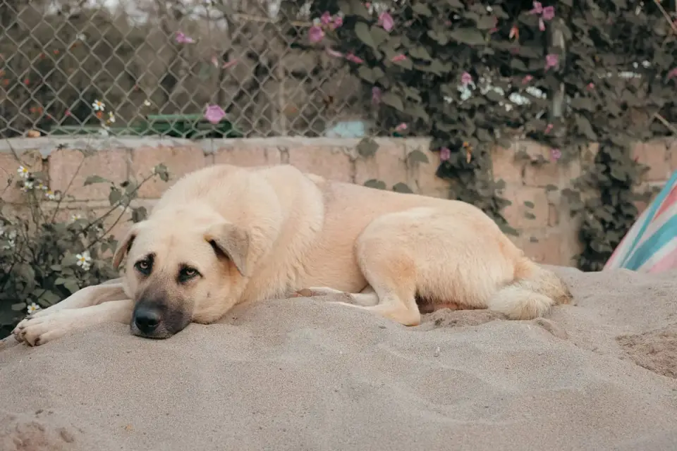 Calm dog resting at home