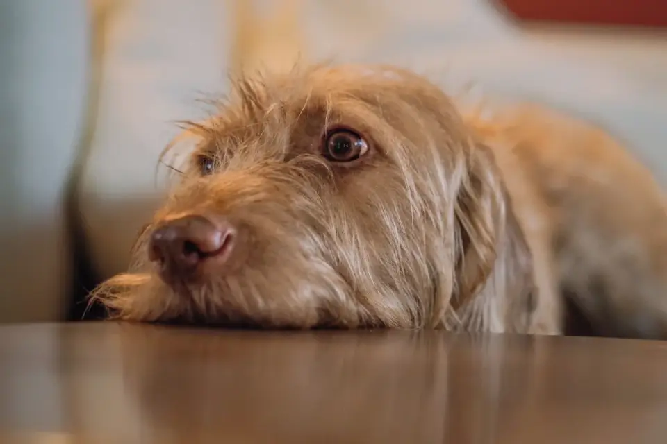 Calm dog resting at home