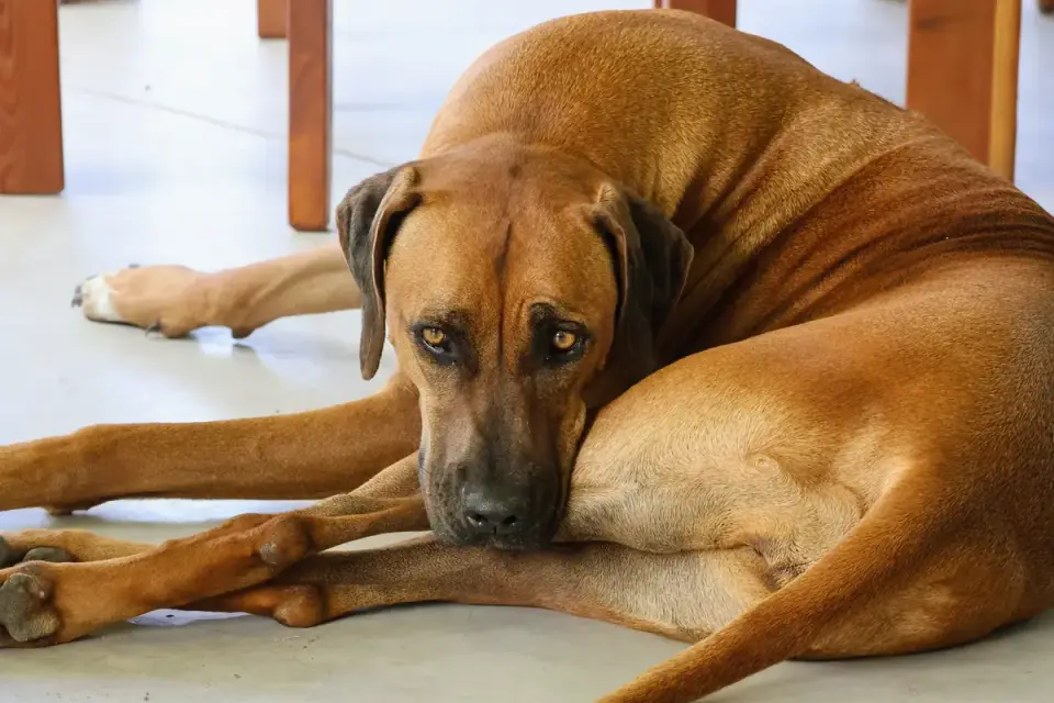 Calm dog resting at home