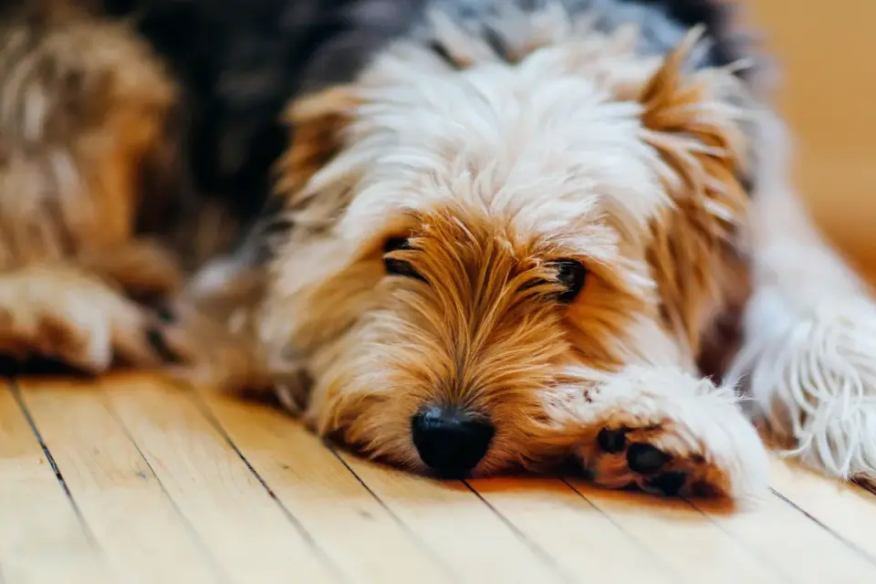 Calm dog resting at home