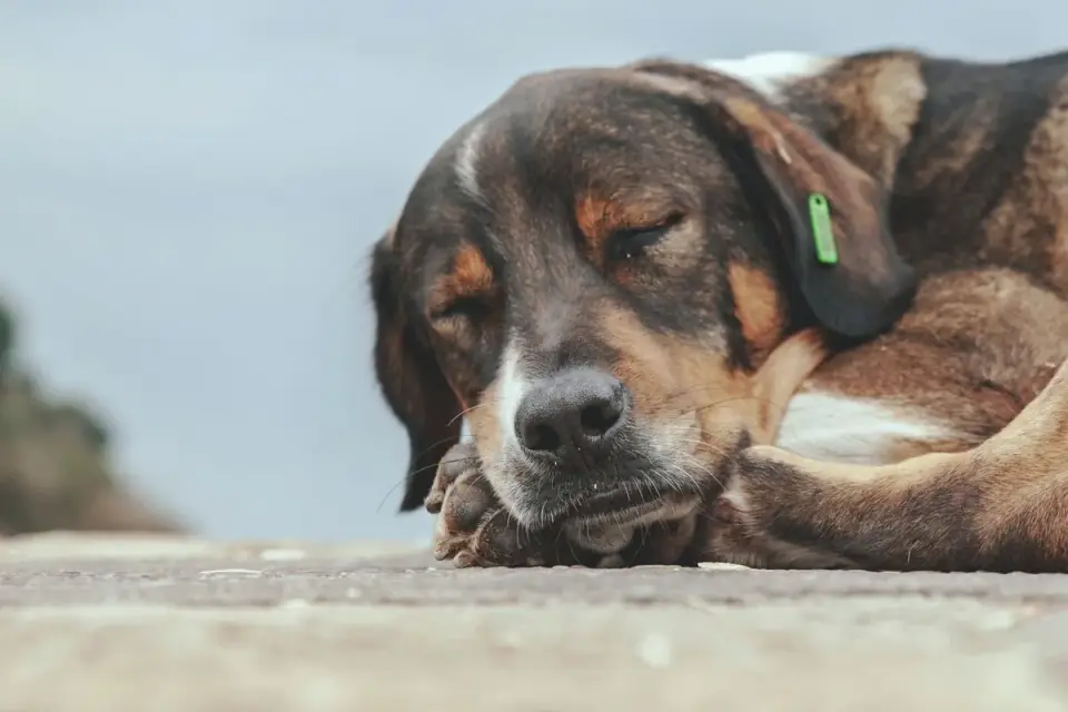 Calm dog resting at home