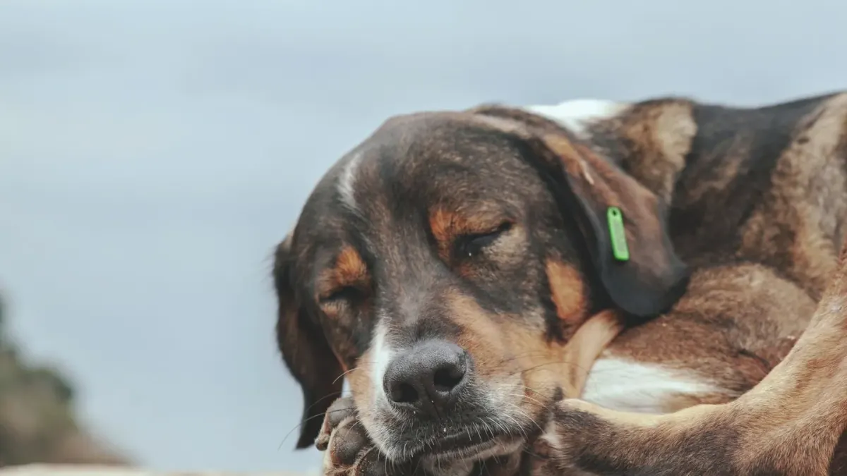 Calm dog resting at home