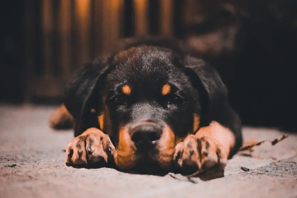 Calm dog resting at home