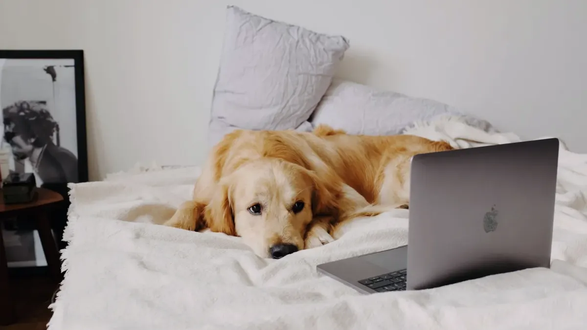 Calm dog resting at home