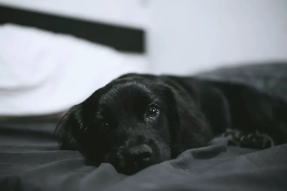 Calm dog resting at home