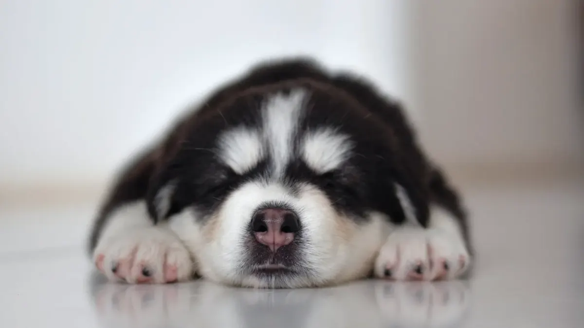 Calm dog resting at home