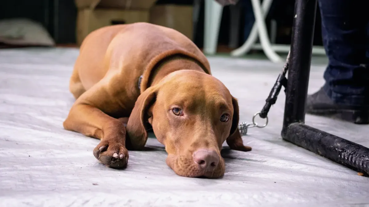 Calm dog resting at home