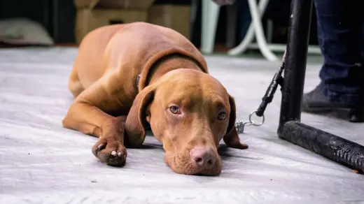 Calm dog resting at home