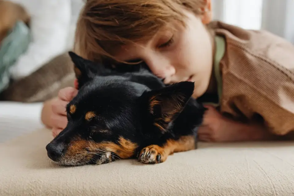 Calm dog resting at home