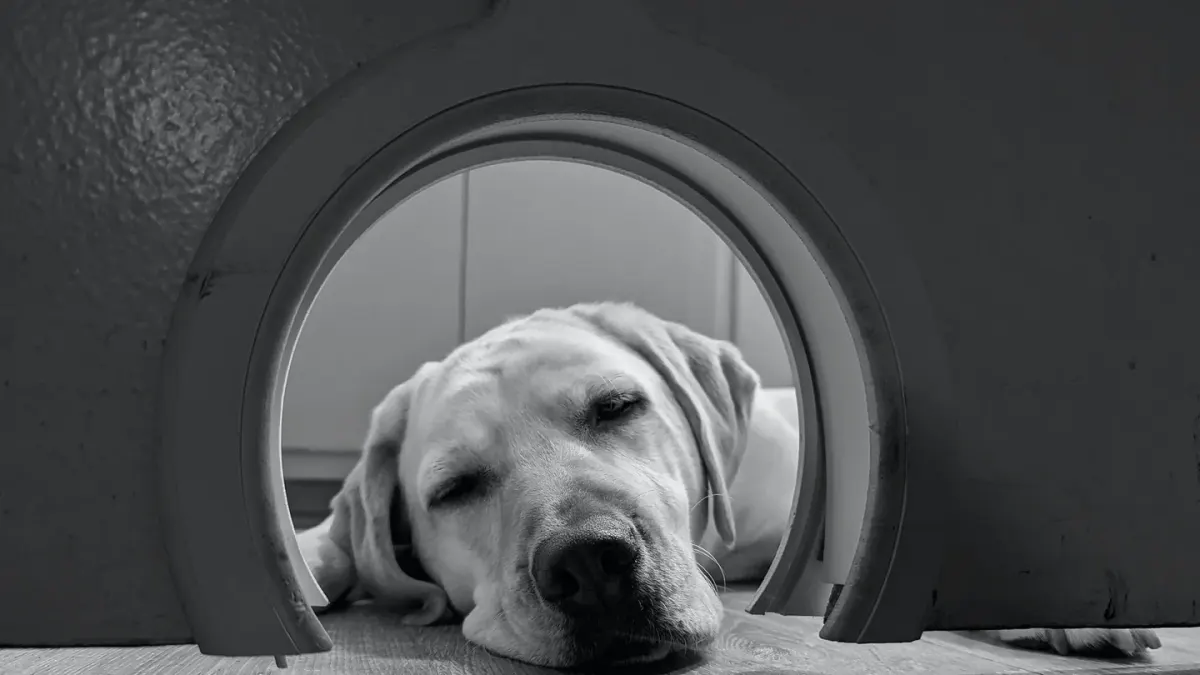 Calm dog resting at home