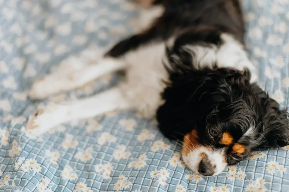 Calm dog resting home