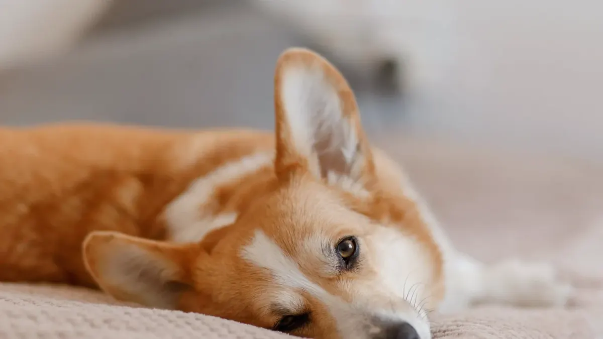 Dog curled on a blanket