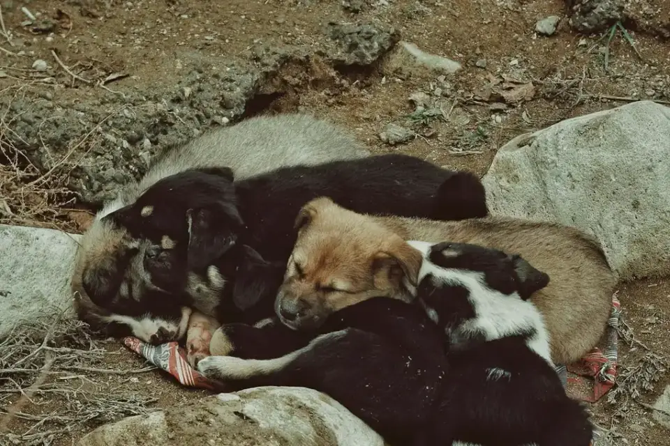 Dog curled on a blanket