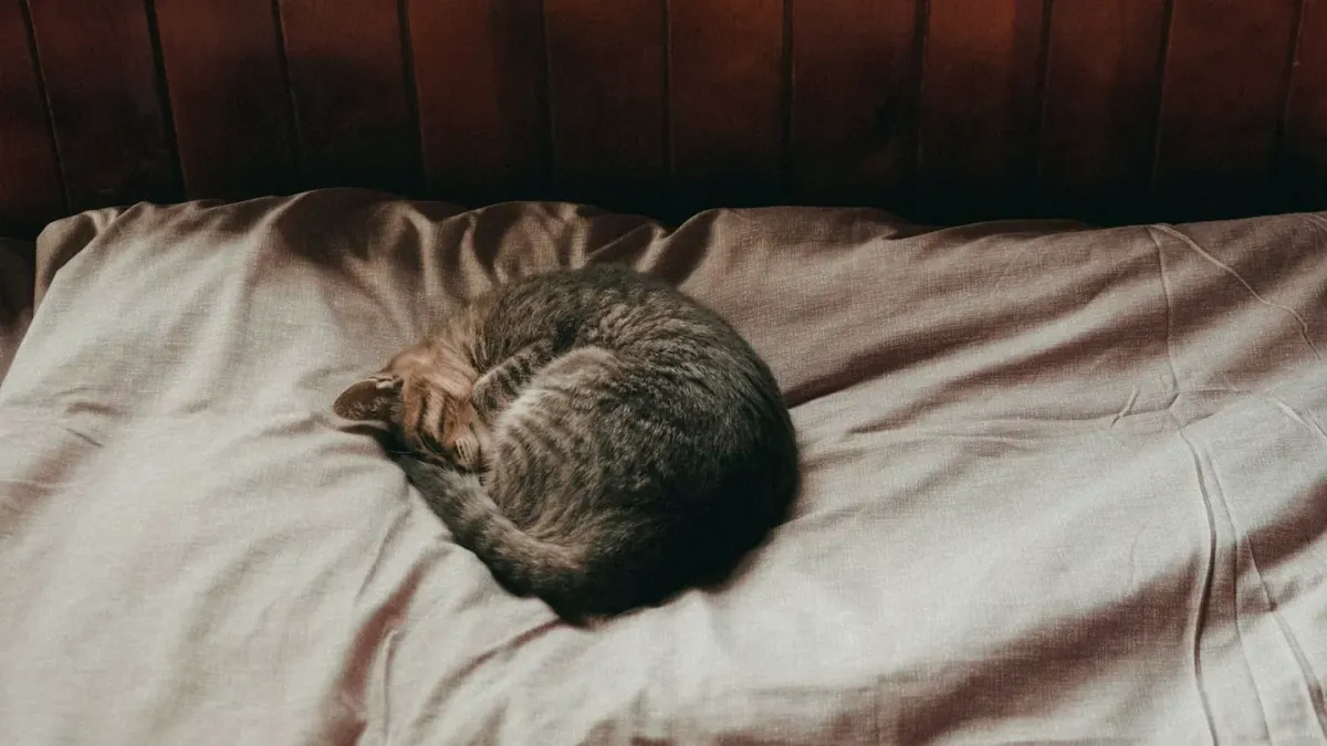 Dog curled on a blanket