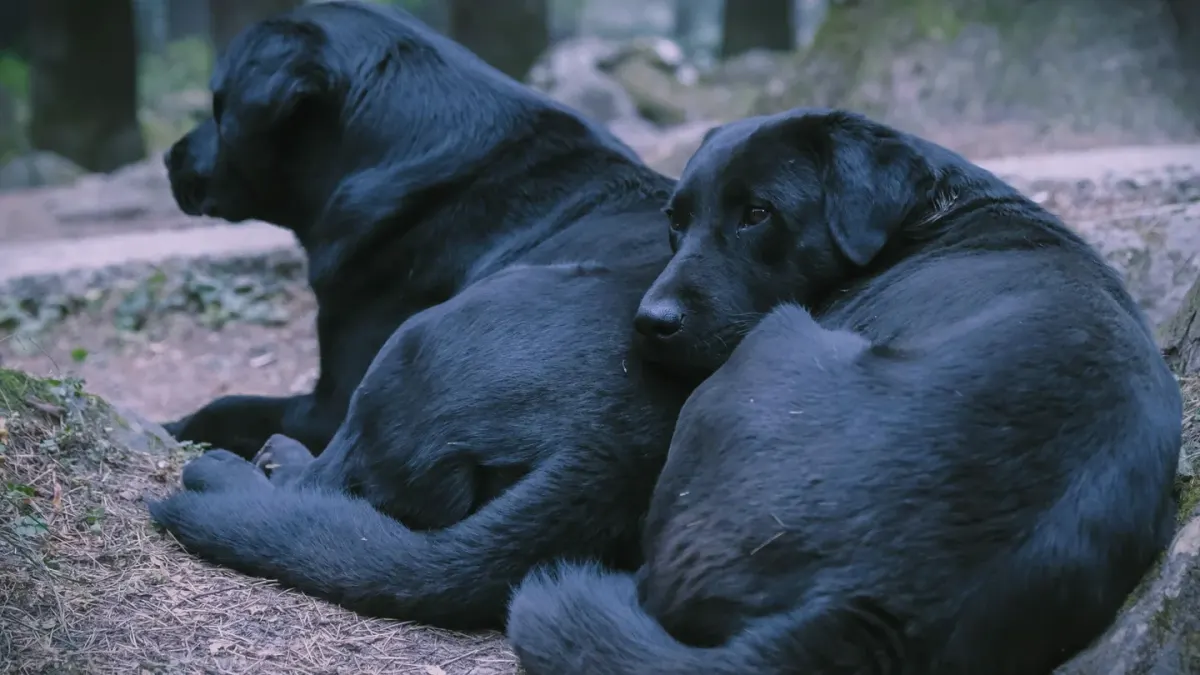 Dog curled on a blanket