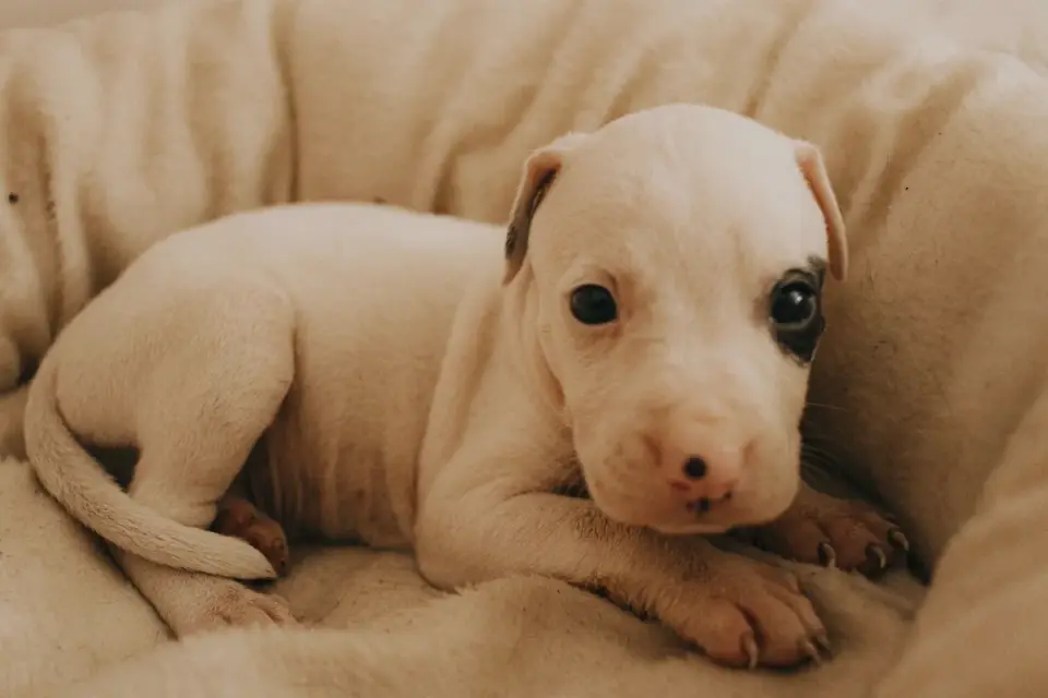 Dog curled on a blanket
