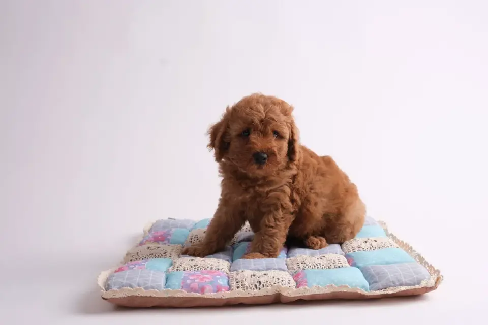Dog curled on a blanket