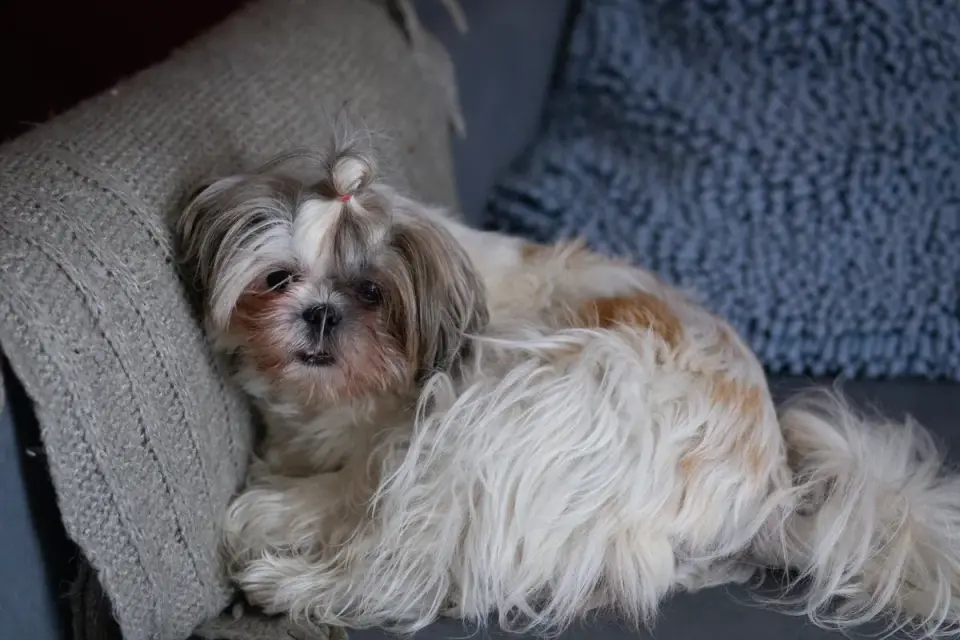 Dog curled on a blanket