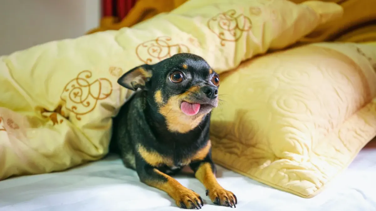 Dog curled on a blanket